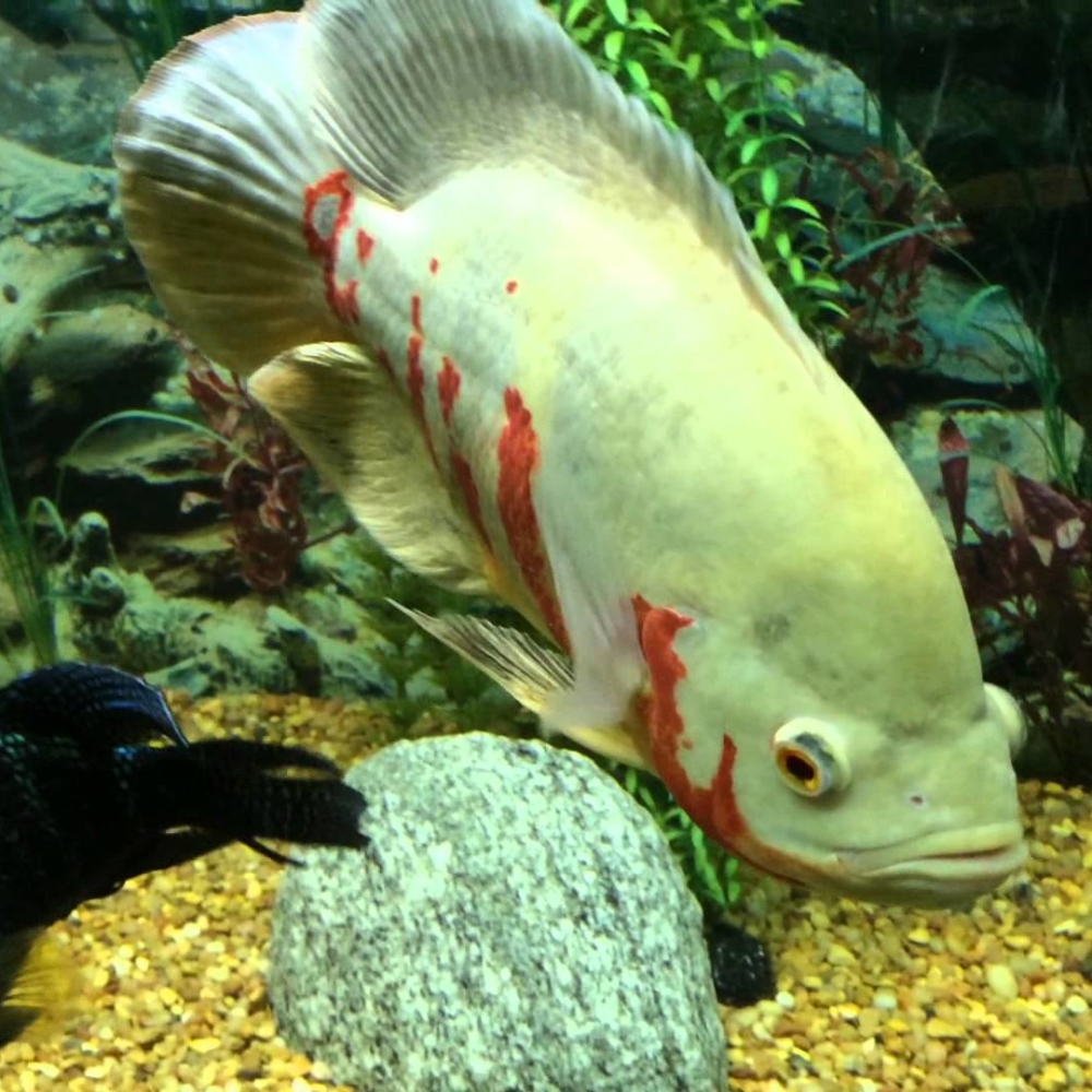 oscar tropical fish