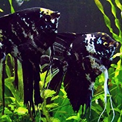 Black Marble Angel Fish 2 3 Inch Live Fish And Tropical Pets,Frozen Daiquiri Recipe With Limeade