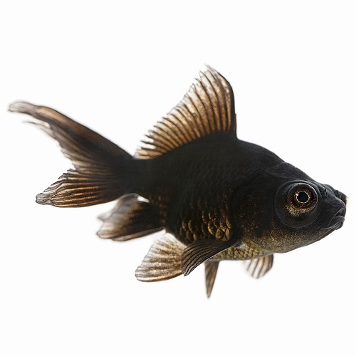 black moor fantail goldfish