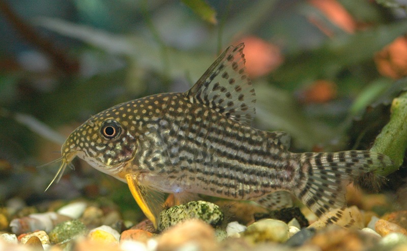Sterbai Cory Catfish 1 To 1 5 Inch Live Fish And Tropical Pets,When Are Strawberries In Season In Ny